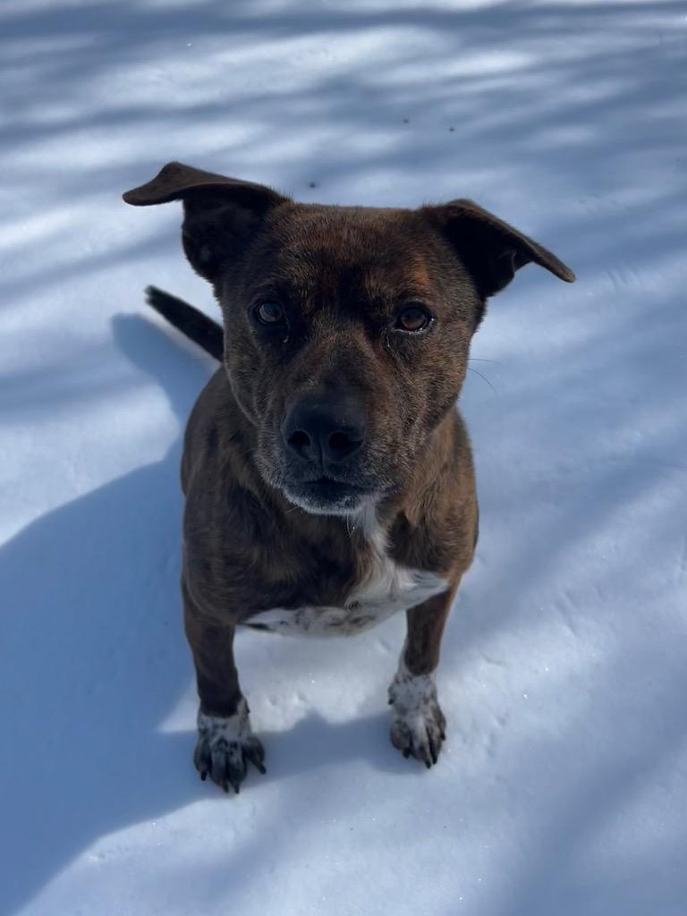 Butler, Adoptable, Adult Male Pit Bull Terrier.