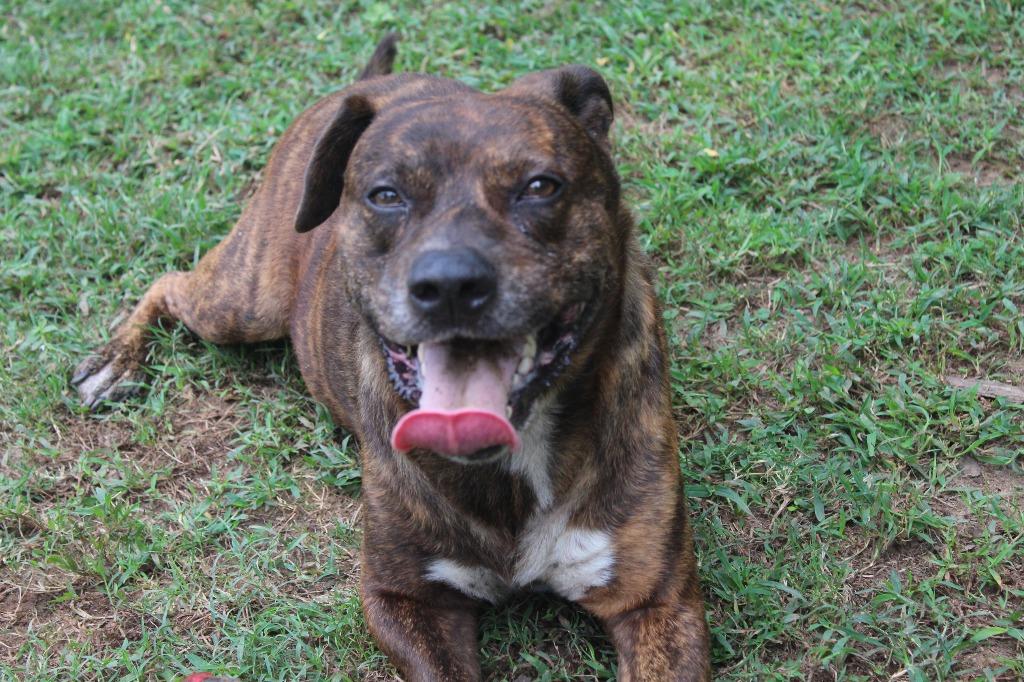 Enlarge Butler, a Adoptable Pit Bull Terrier in Benton, AR image 1/2