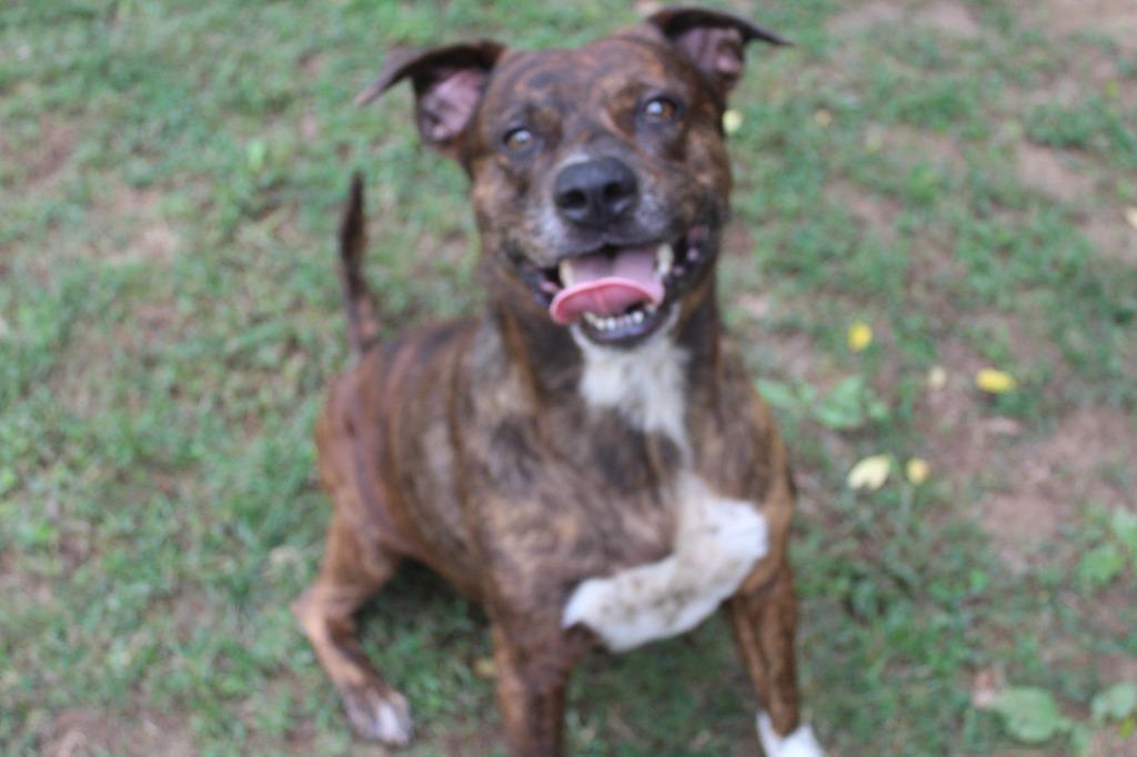 Enlarge Butler, a Adoptable Pit Bull Terrier in Benton, AR image 2/6