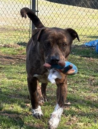 Enlarge Butler, a Adoptable Pit Bull Terrier in Benton, AR image 3/6