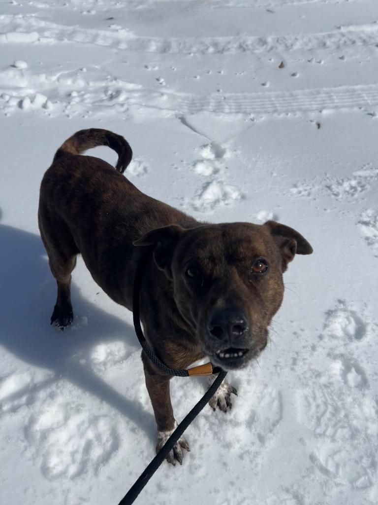 Enlarge Butler, a Adoptable Pit Bull Terrier in Benton, AR image 5/6