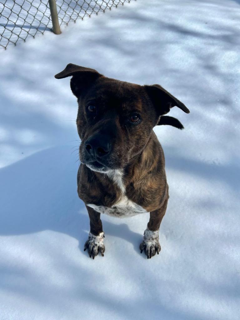 Enlarge Butler, a Adoptable Pit Bull Terrier in Benton, AR image 6/6