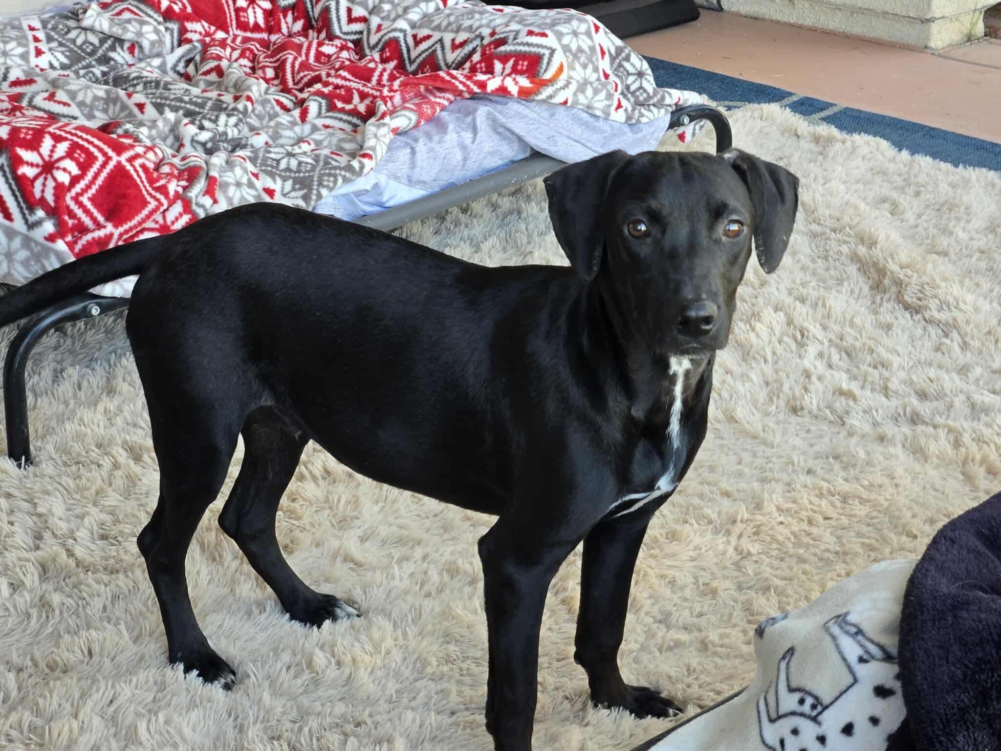 Cash, Adoptable, Puppy Male Labrador Retriever & Chihuahua.