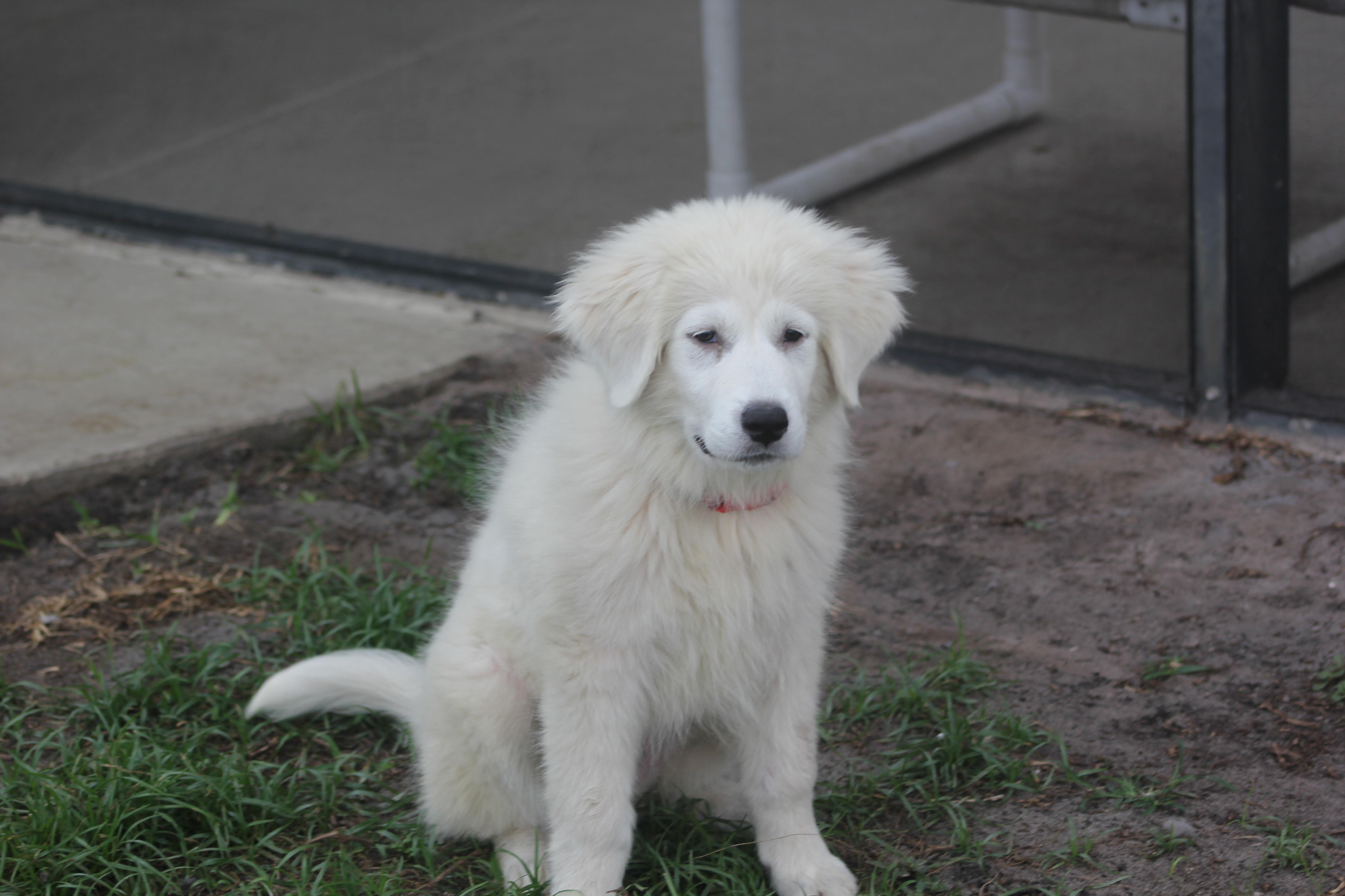 Enlarge Winter, a Adoptable Great Pyrenees in Orlando, FL image 2/3