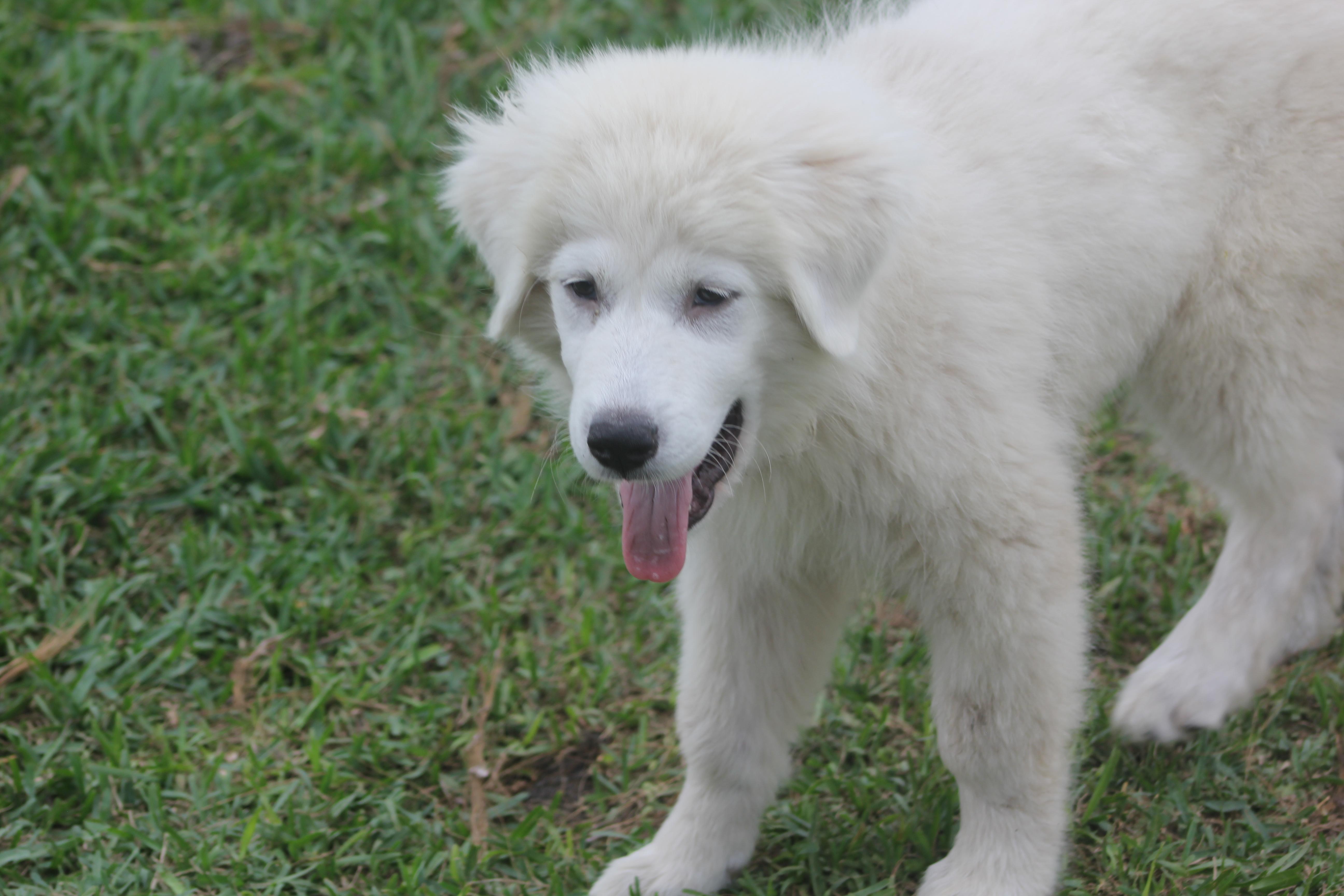 Enlarge Winter, a Adoptable Great Pyrenees in Orlando, FL image 3/3