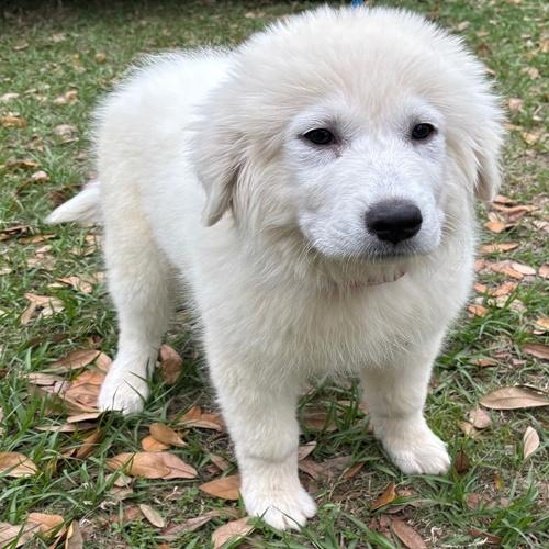 Winter, Adoptable, Young Female Great Pyrenees.