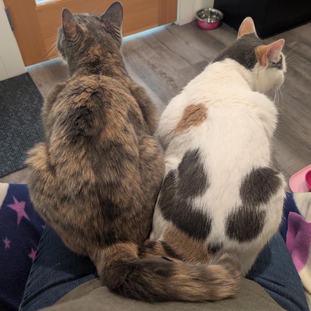 Ouija, Adoptable, Adult Female Domestic Short Hair.