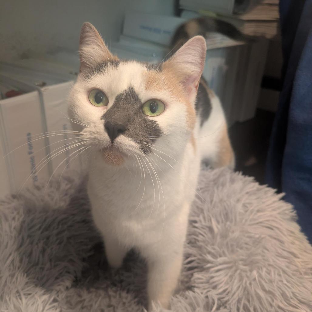 Enlarge Ouija, a Adoptable Domestic Short Hair in Santa Rosa, CA image 3/6