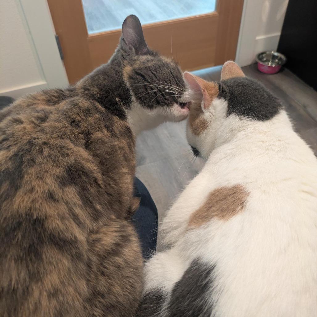 Enlarge Ouija, a Adoptable Domestic Short Hair in Santa Rosa, CA image 4/6