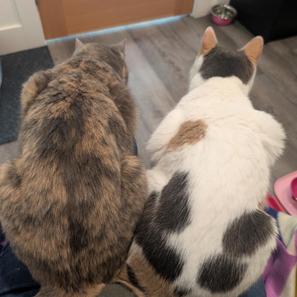 Enlarge Ouija, a Adoptable Domestic Short Hair in Santa Rosa, CA image 5/6