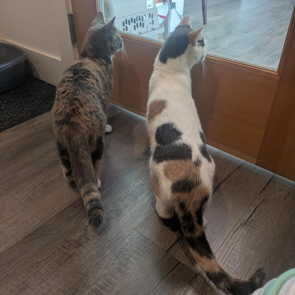 Enlarge Ouija, a Adoptable Domestic Short Hair in Santa Rosa, CA image 6/6