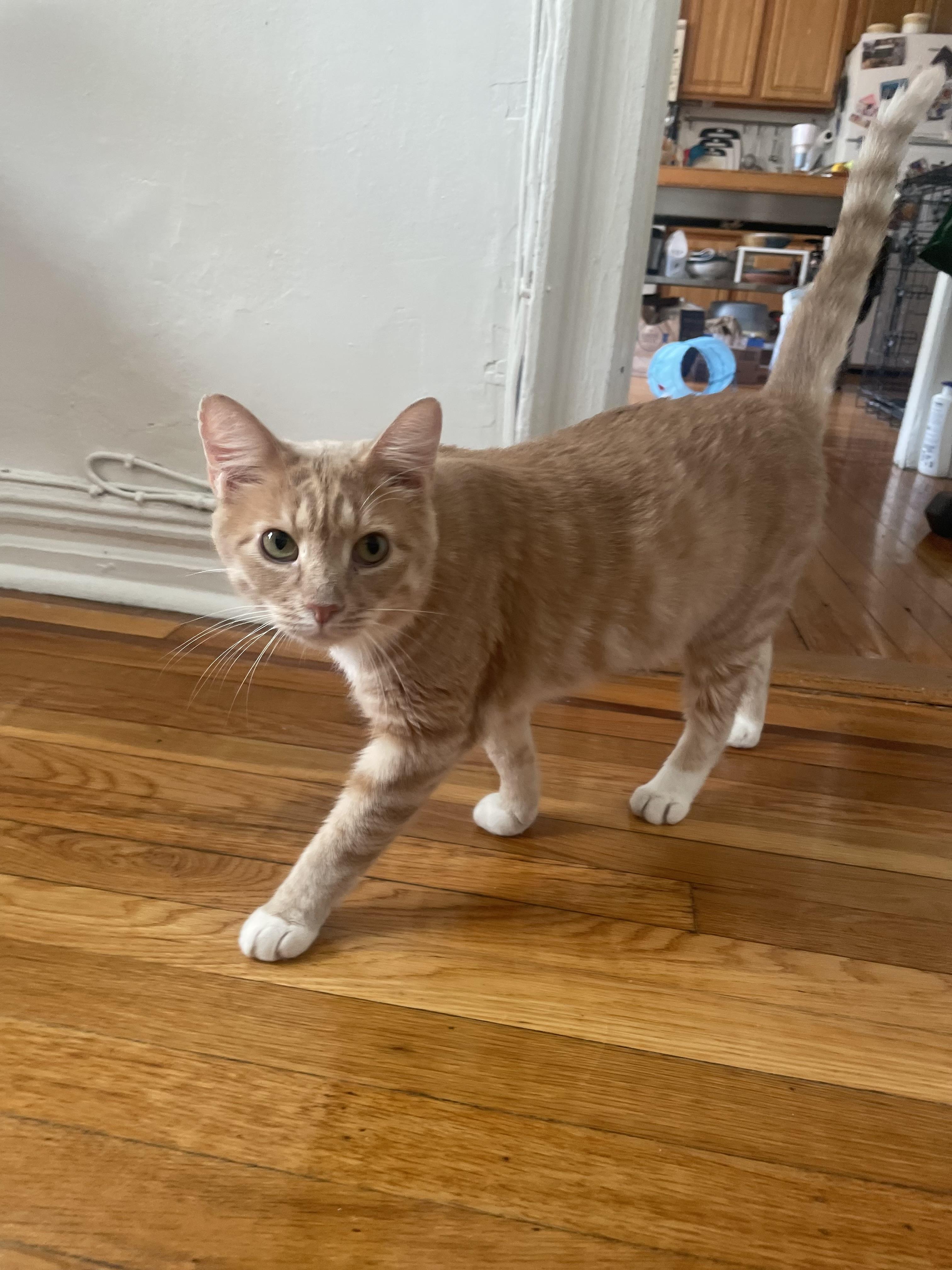Clark After Dark, a Adoptable Domestic Short Hair in brooklyn, NY image 3/6