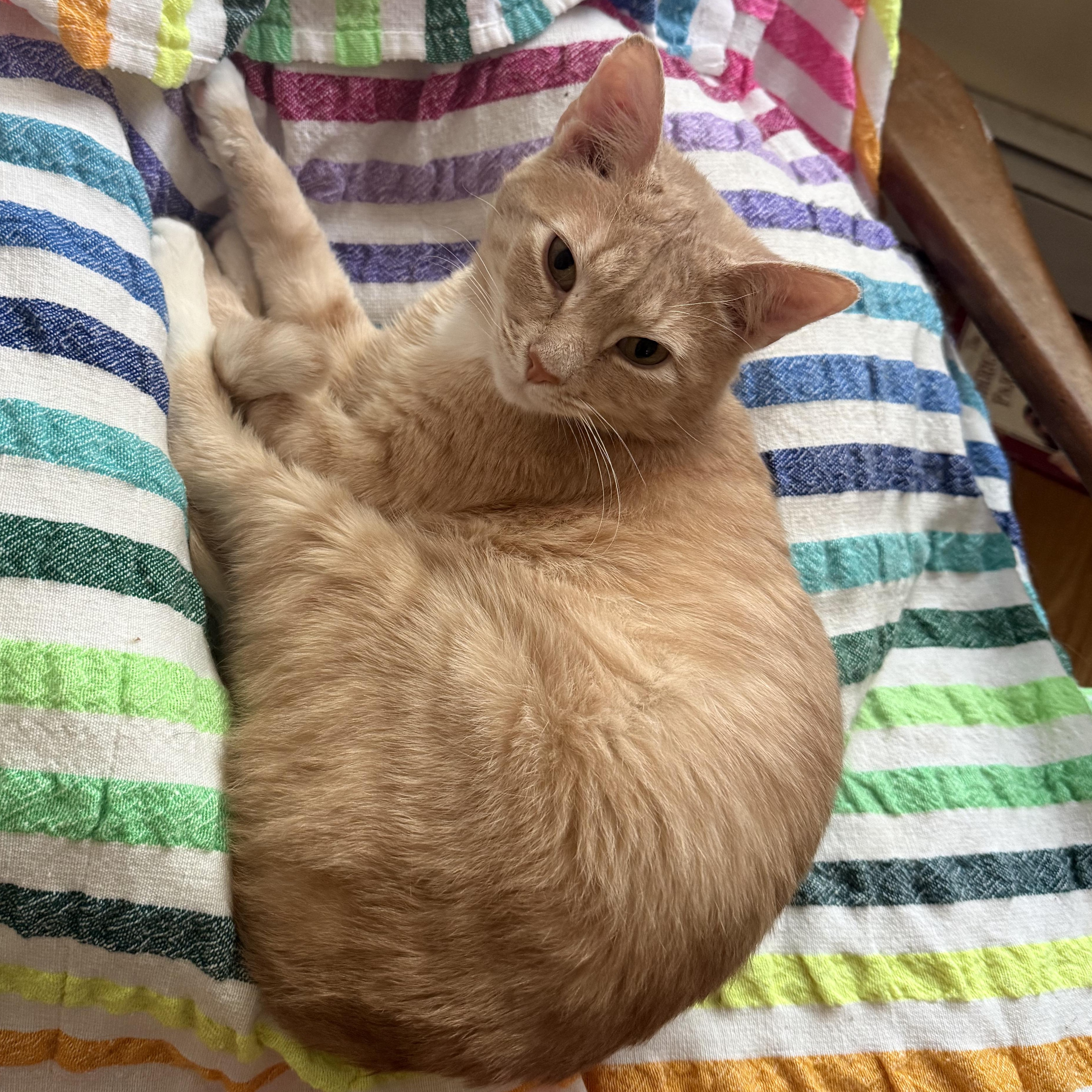 Clark After Dark, a Adoptable Domestic Short Hair in brooklyn, NY image 6/6