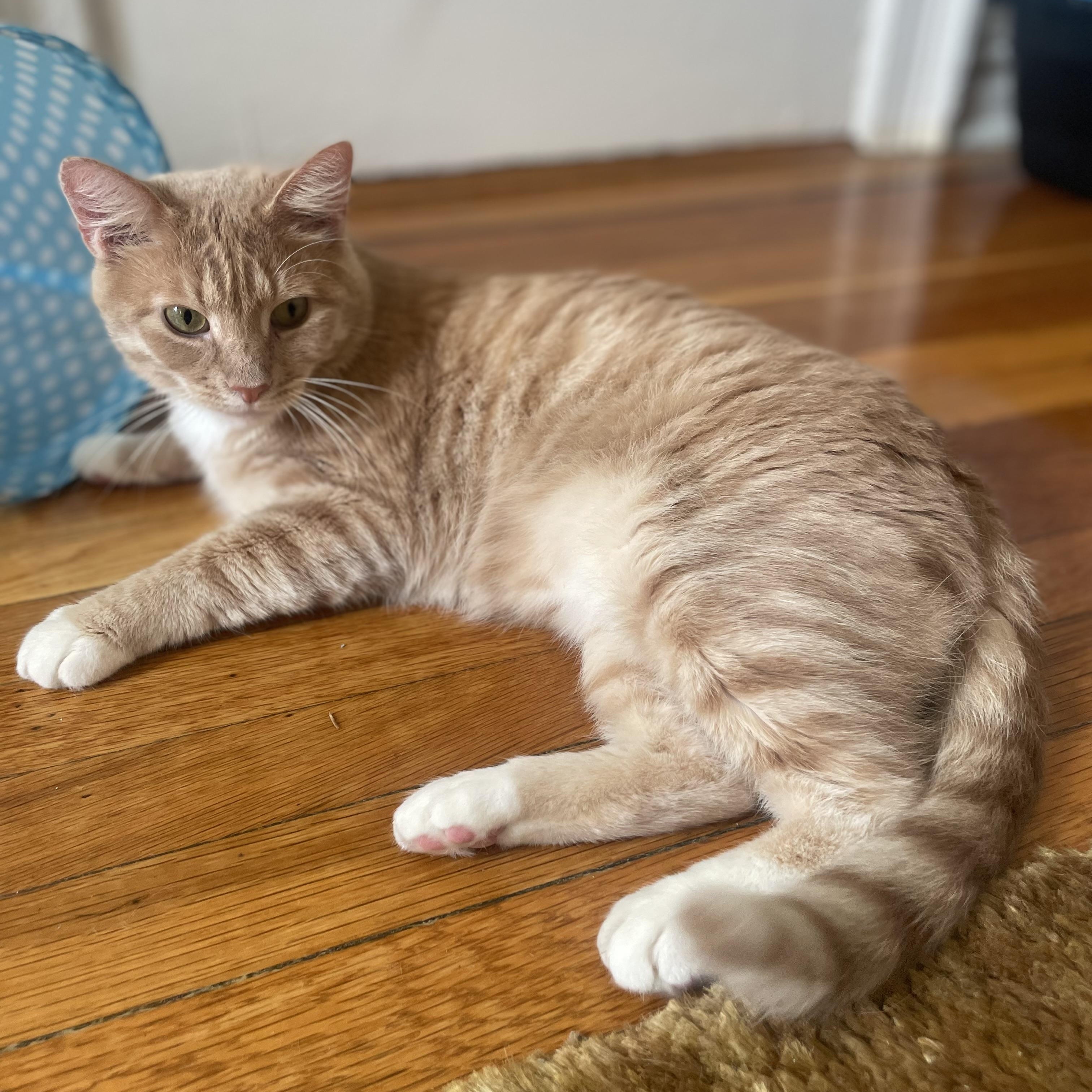 Clark After Dark, a Adoptable Domestic Short Hair in brooklyn, NY image 1/6