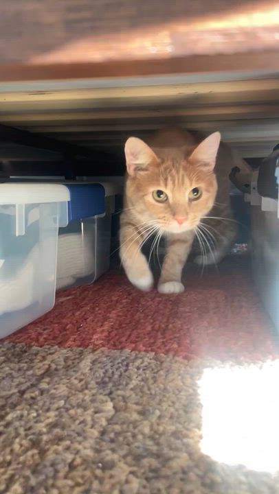 Enlarge Clark After Dark, a Adoptable Domestic Short Hair in brooklyn, NY video 4/6