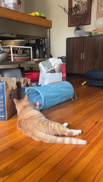Enlarge Clark After Dark, a Adoptable Domestic Short Hair in brooklyn, NY video 2/6