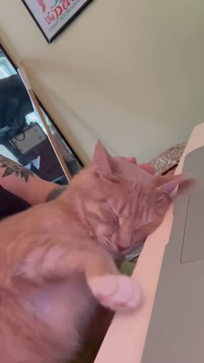 Enlarge Clark After Dark, a Adoptable Domestic Short Hair in brooklyn, NY video 5/6
