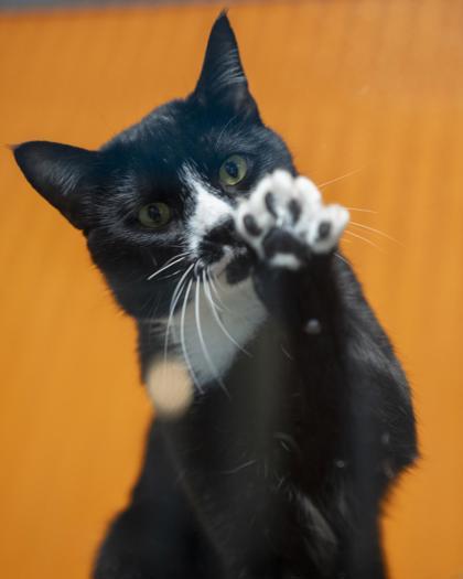 Enlarge Ivan, a Adoptable mixed breed in Pequot Lakes, MN image 2/3