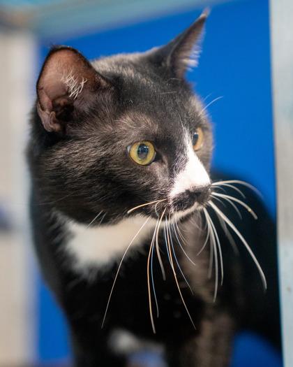 Enlarge Ivan, a Adoptable mixed breed in Pequot Lakes, MN image 1/2
