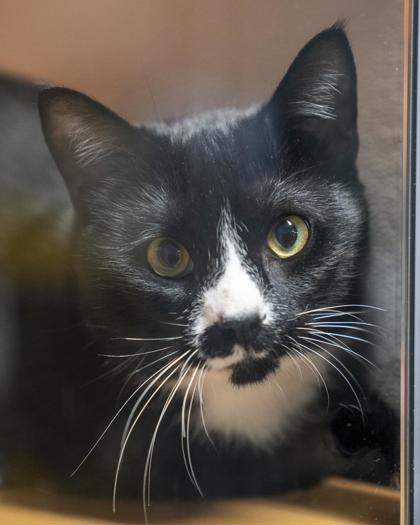 Enlarge Ivan, a Adoptable mixed breed in Pequot Lakes, MN image 3/3