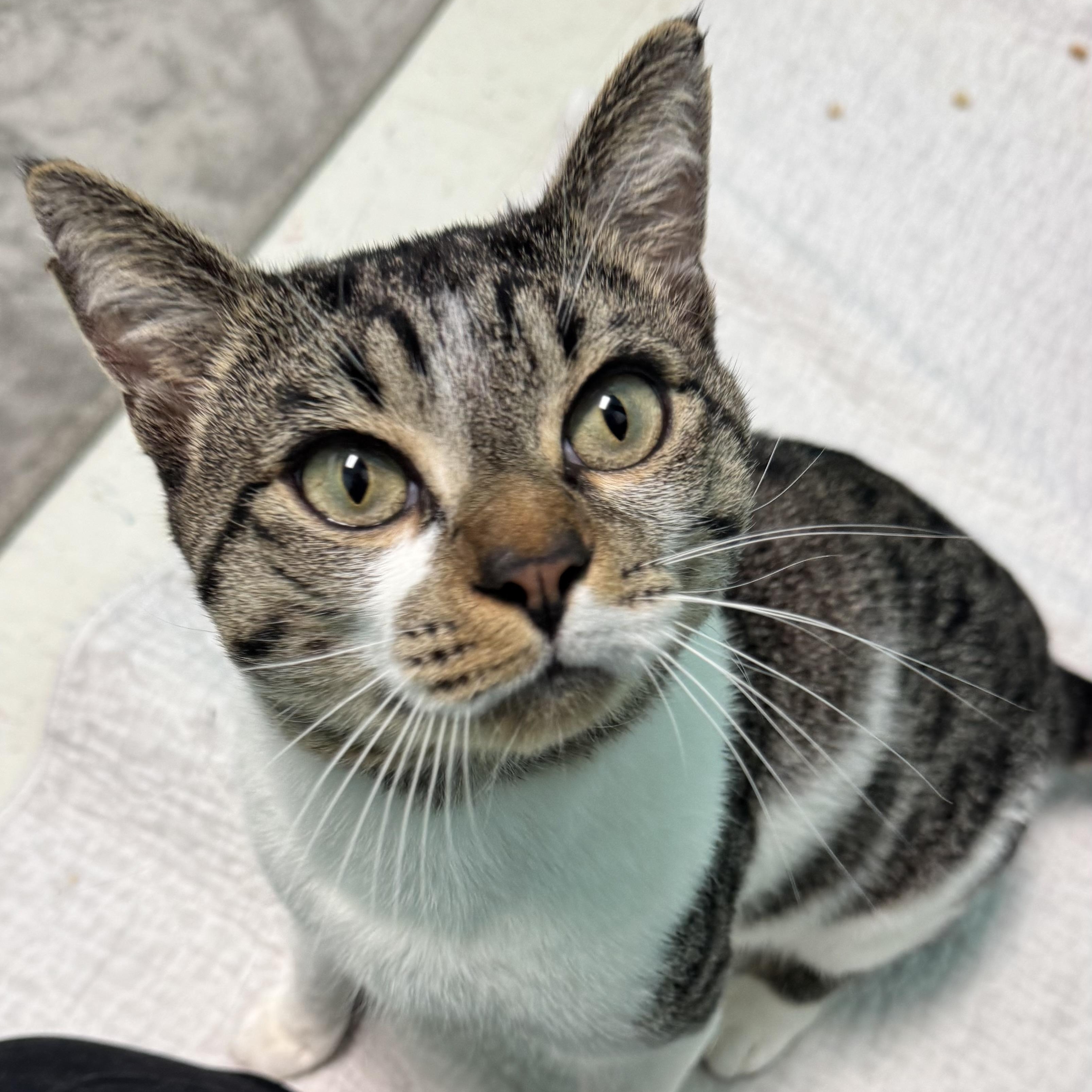 Handsome Stanley , ADOPTABLE, Adult Male Domestic Short Hair.