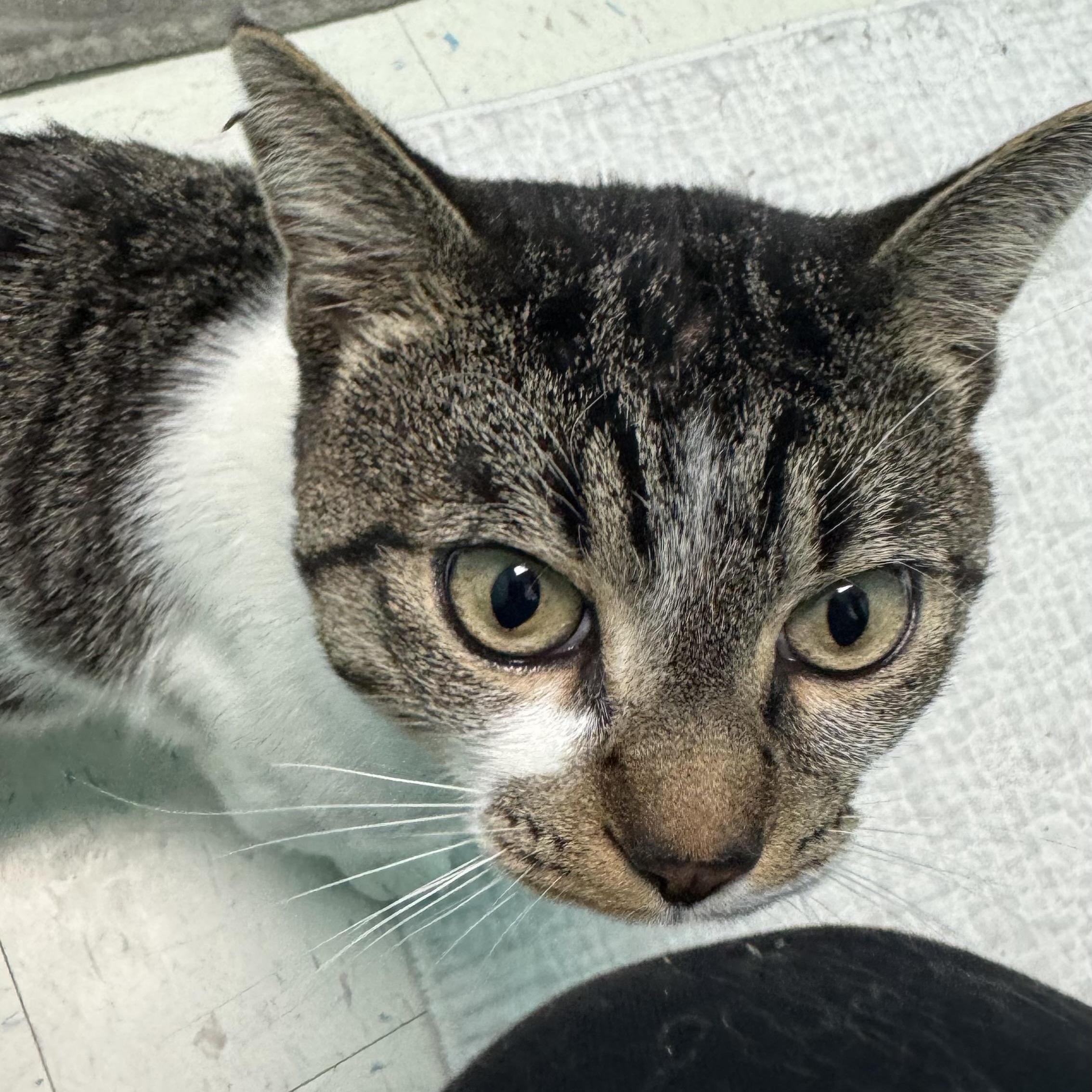 Enlarge Handsome Stanley , a ADOPTABLE Domestic Short Hair in Fall River, MA image 3/4