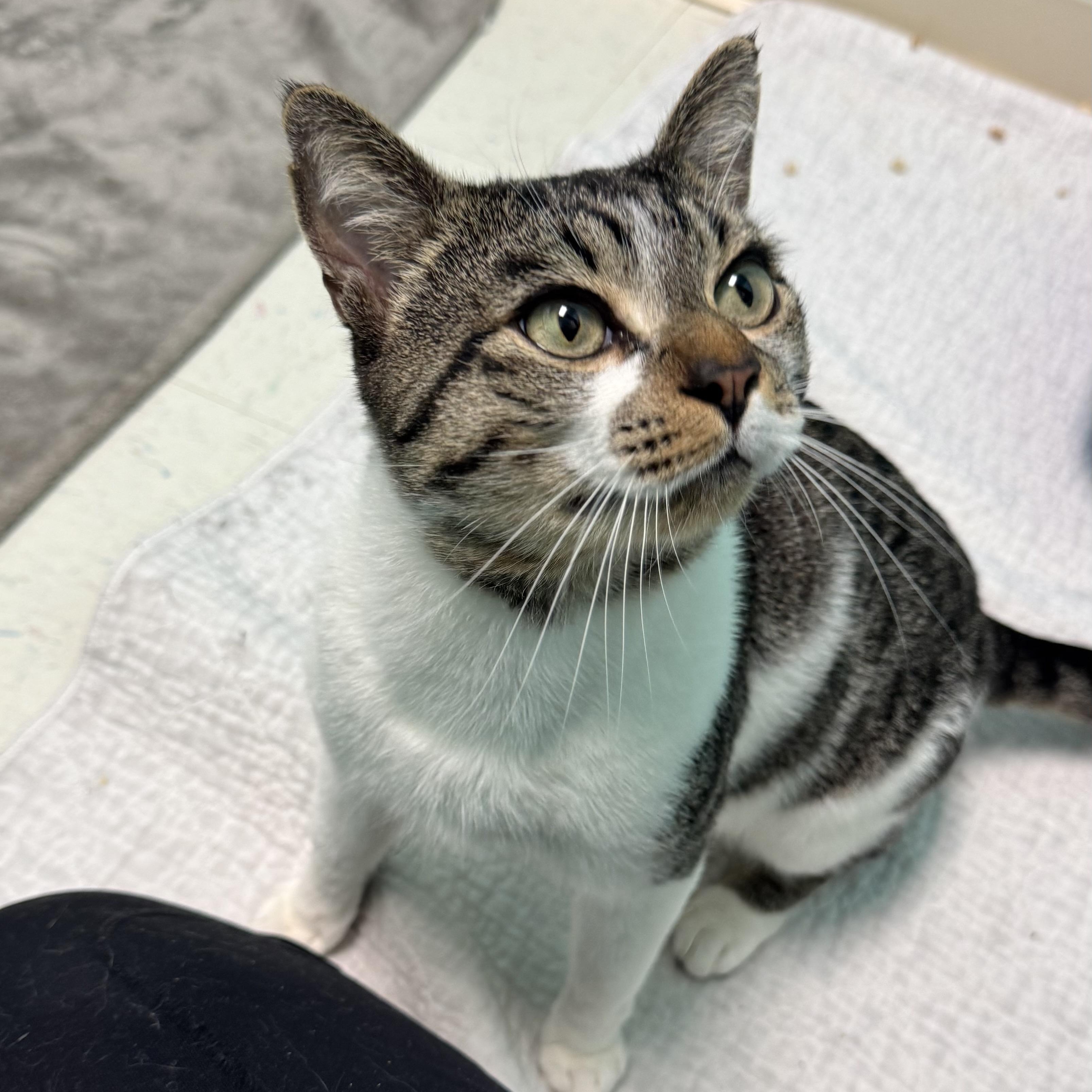 Enlarge Handsome Stanley , a ADOPTABLE Domestic Short Hair in Fall River, MA image 4/4
