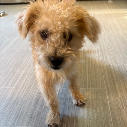 Georgie, Adopted, Young Male Bichon Frise & Poodle.