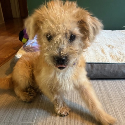 Enlarge Georgie, a Adopted mixed breed in Rockford, IL image 2/2