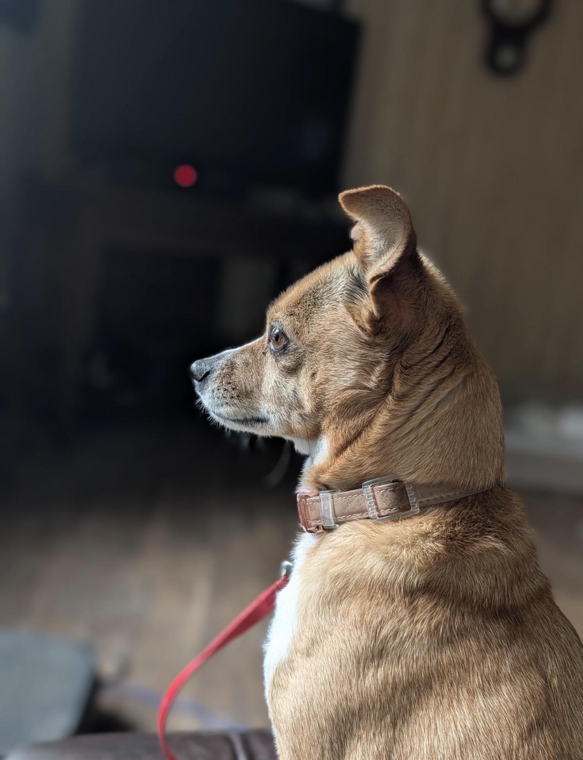 Enlarge Darla, a Adoptable Chihuahua in Rockford, IL image 3/6