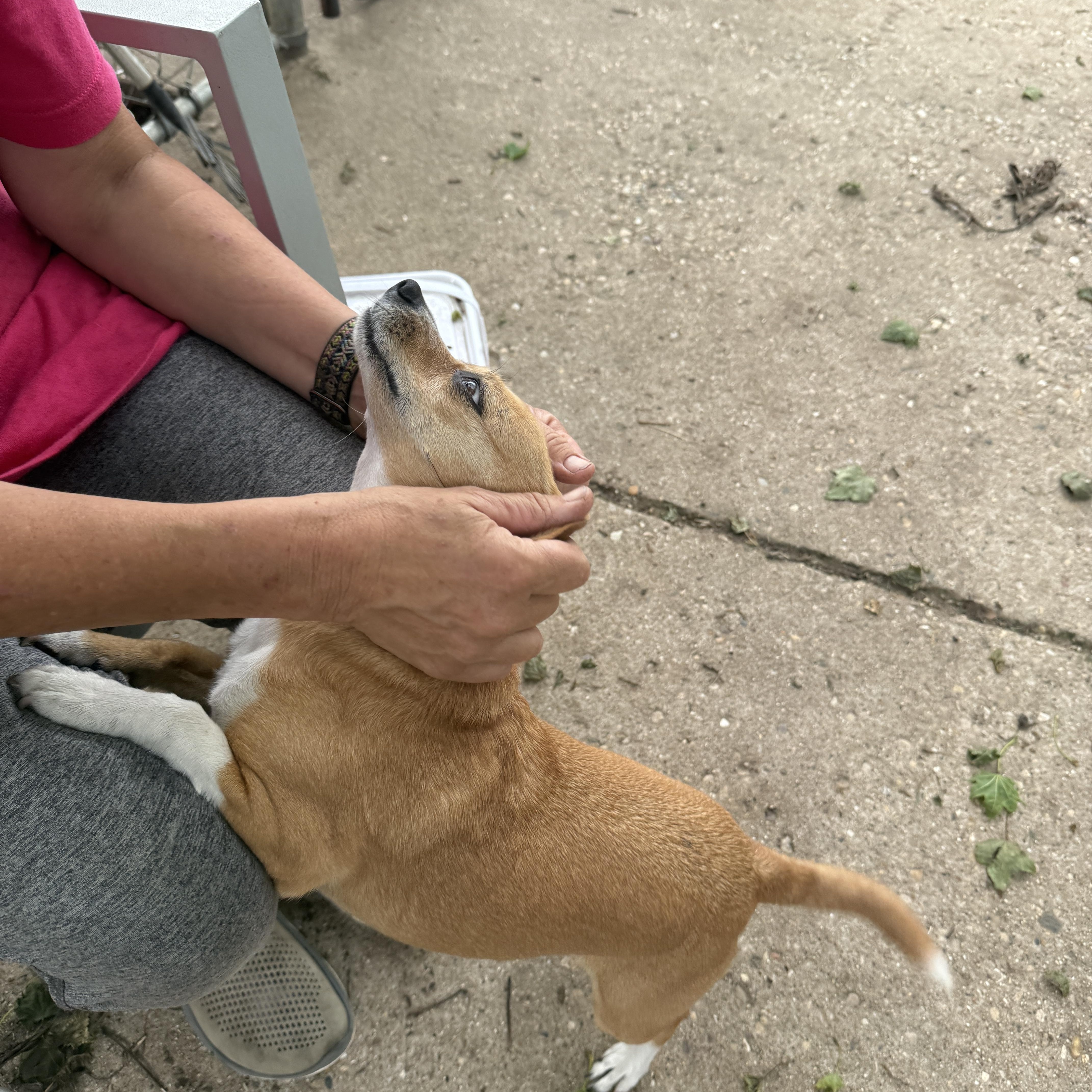 Enlarge Darla, a Adoptable Chihuahua in Rockford, IL image 5/6