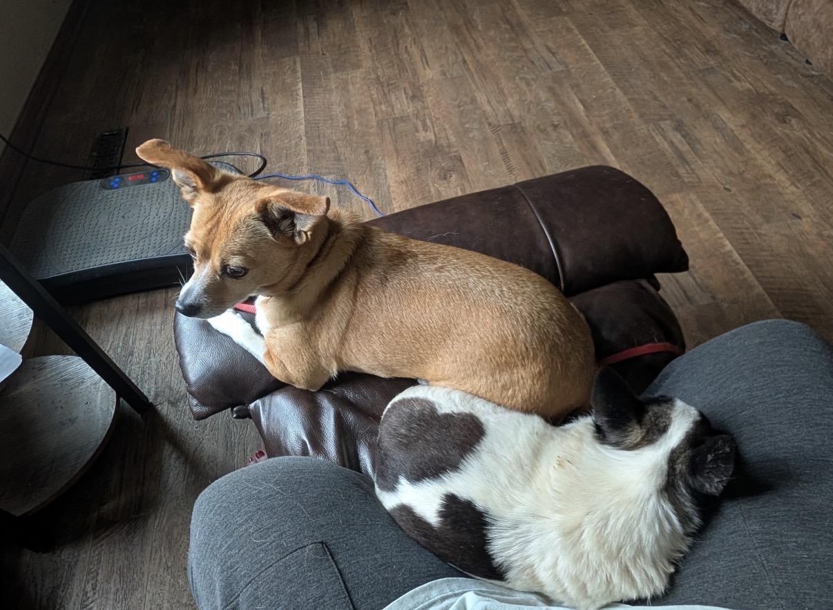 Enlarge Darla, a Adoptable Chihuahua in Rockford, IL image 2/6