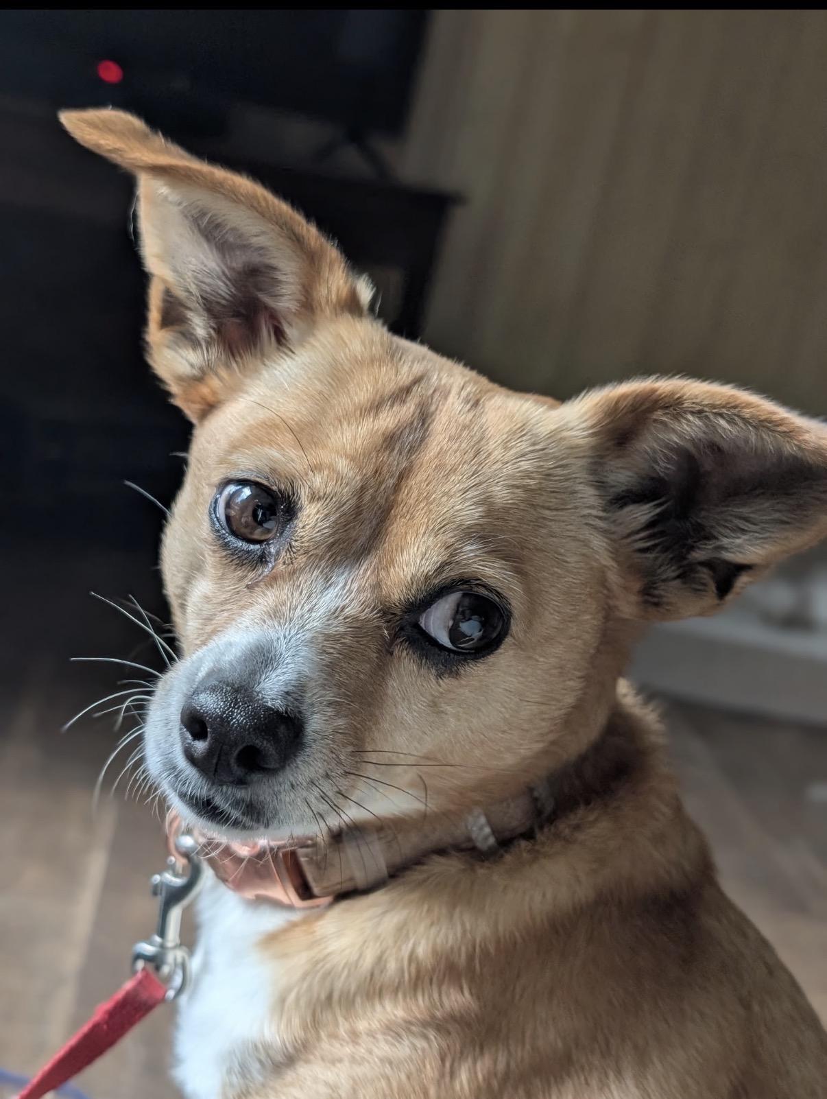 Darla, Adoptable, Young Female Chihuahua.