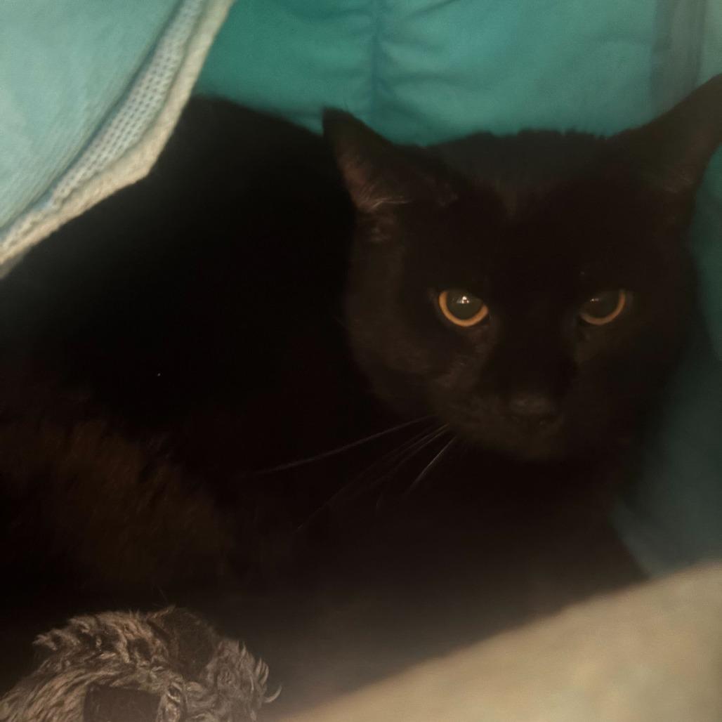 Enlarge Milky Way - IN FOSTER, a ADOPTABLE Domestic Short Hair in Manchester, NH image 1/2