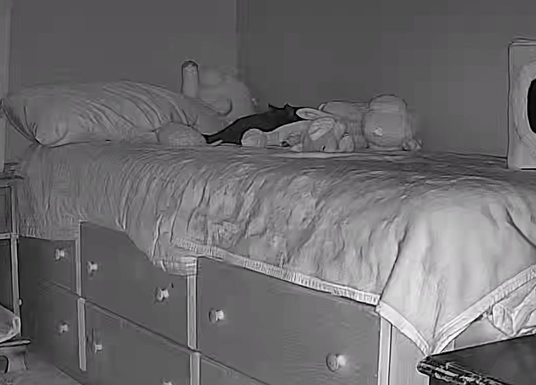 Enlarge Milky Way - IN FOSTER, a ADOPTABLE Domestic Short Hair in Manchester, NH image 2/2