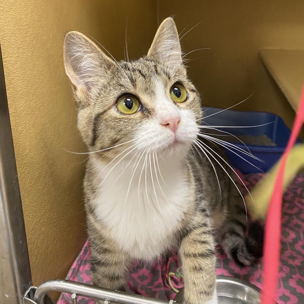 Elmer, Adoptable, Young Male Domestic Short Hair.