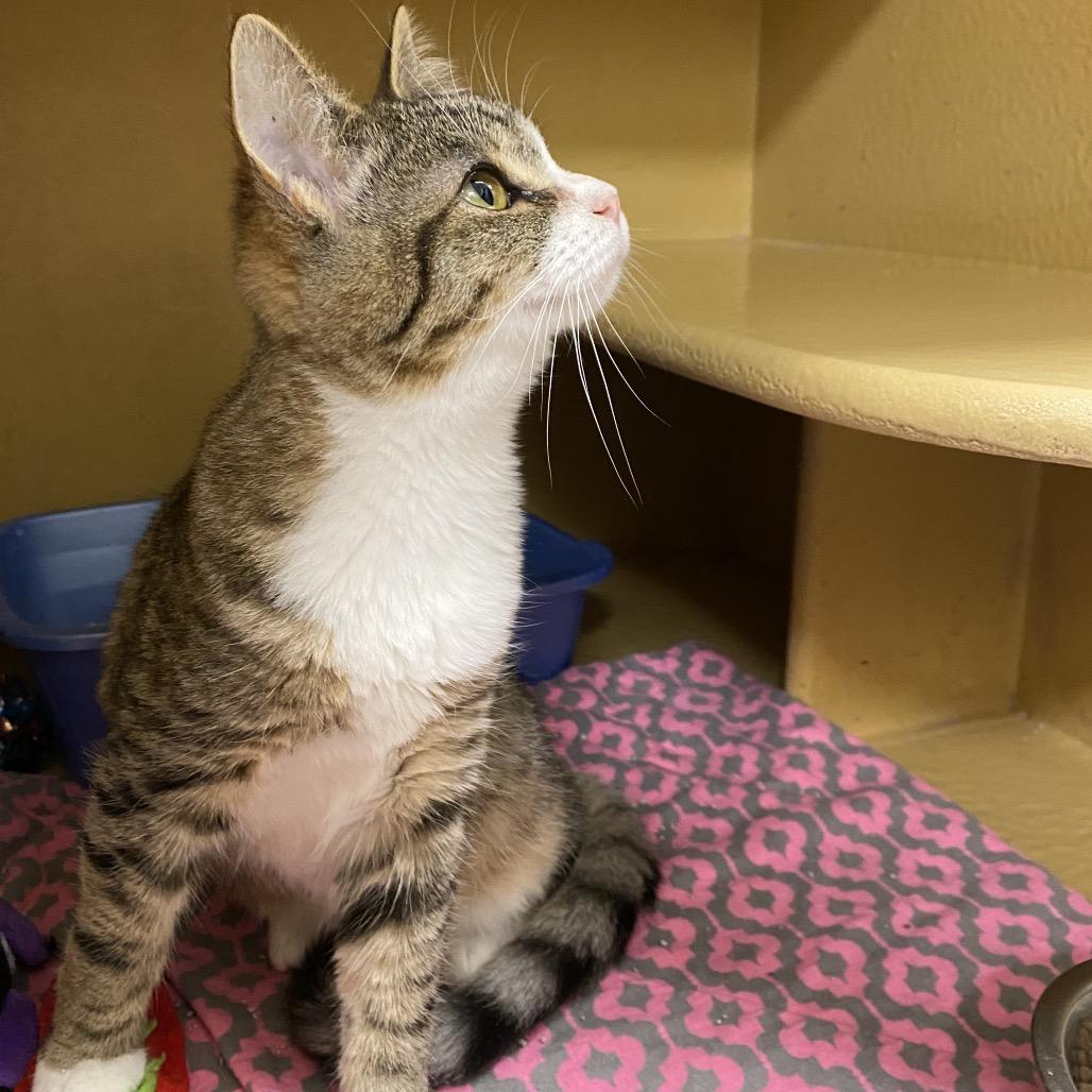 Enlarge Elmer, a Adoptable Domestic Short Hair in Spokane, WA image 2/5