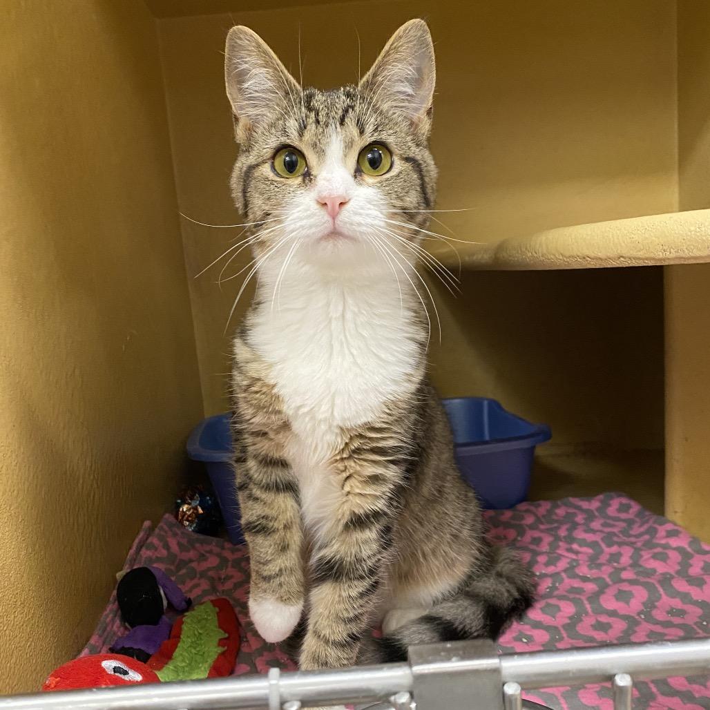 Enlarge Elmer, a Adoptable Domestic Short Hair in Spokane, WA image 3/5