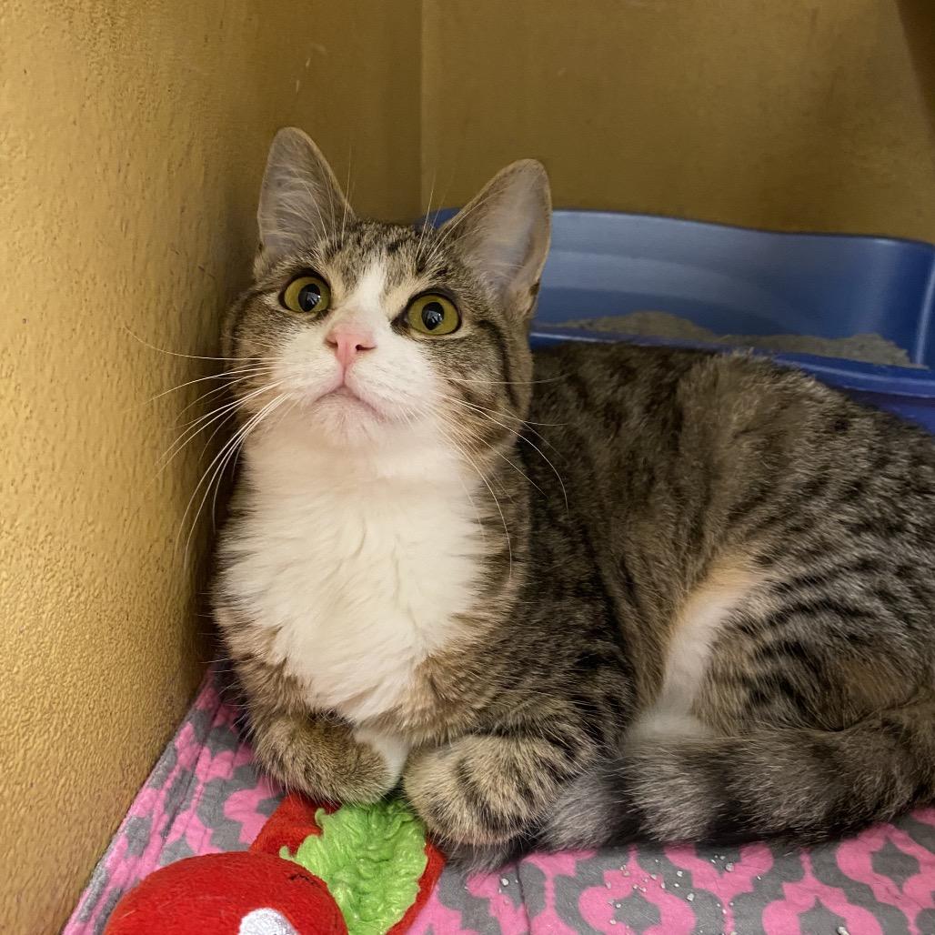 Enlarge Elmer, a Adoptable Domestic Short Hair in Spokane, WA image 4/5