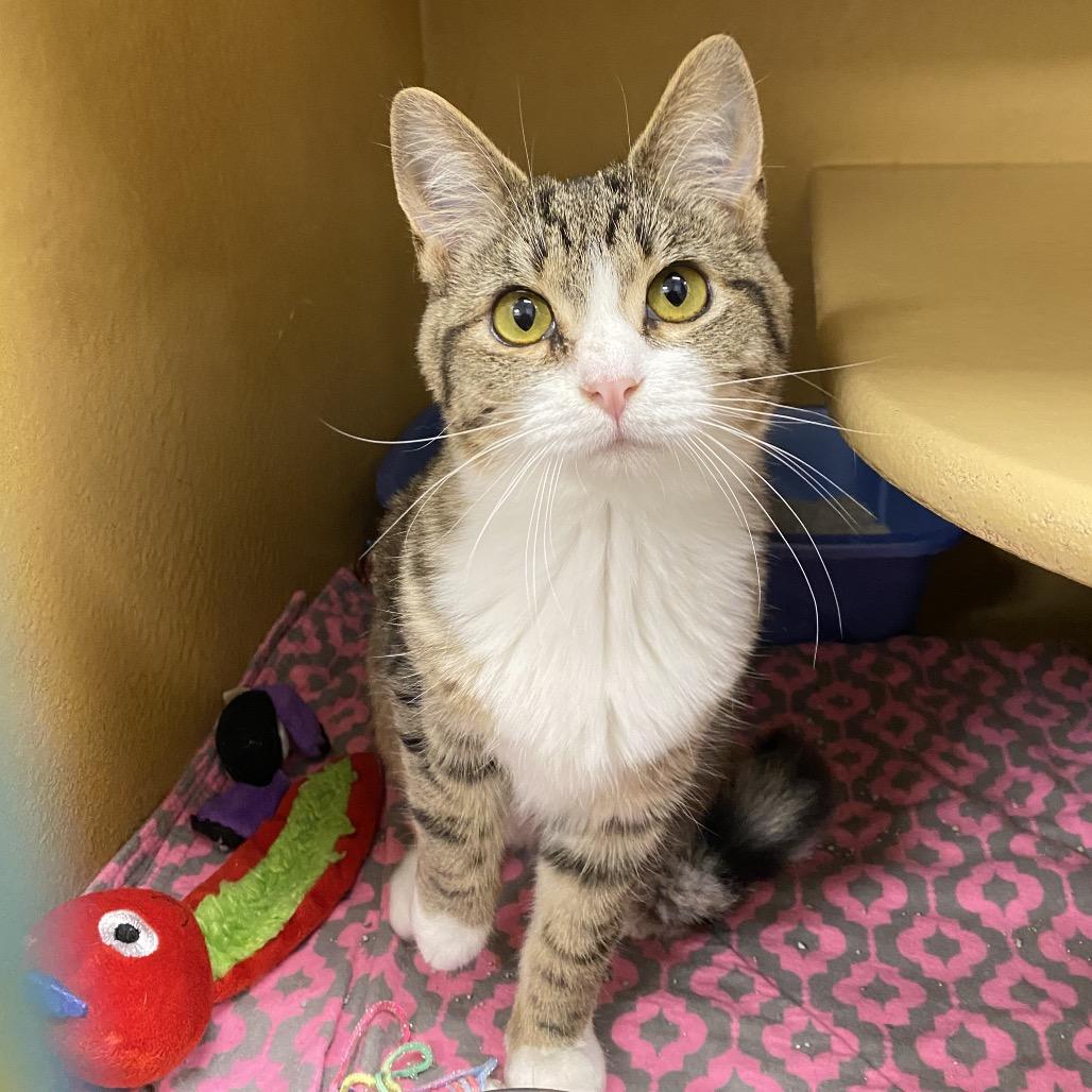 Enlarge Elmer, a Adoptable Domestic Short Hair in Spokane, WA image 5/5