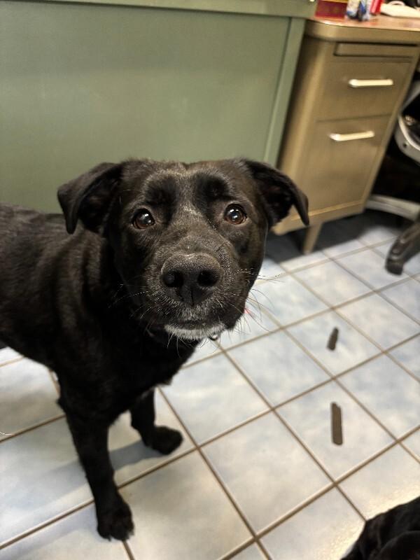 Enlarge Ace, a Adoptable mixed breed in Cortland, NY image 1/6