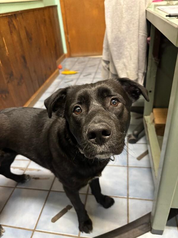 Enlarge Ace, a Adoptable mixed breed in Cortland, NY image 2/6