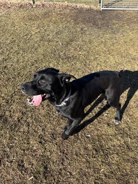 Enlarge Ace, a Adoptable mixed breed in Cortland, NY image 3/6