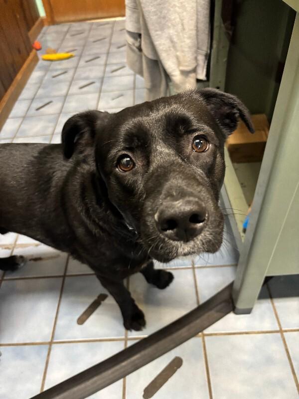 Enlarge Ace, a Adoptable mixed breed in Cortland, NY image 4/6