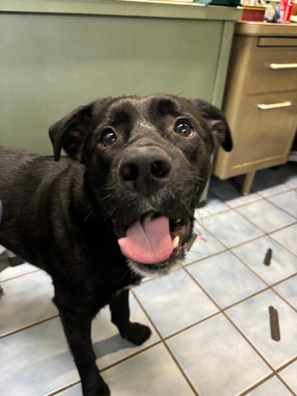 Enlarge Ace, a Adoptable mixed breed in Cortland, NY image 5/6