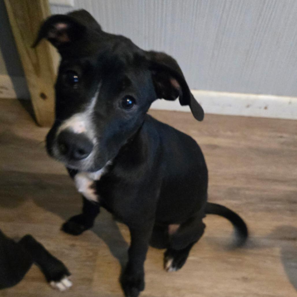 Chase, Adoptable, Young Male Mixed Breed.