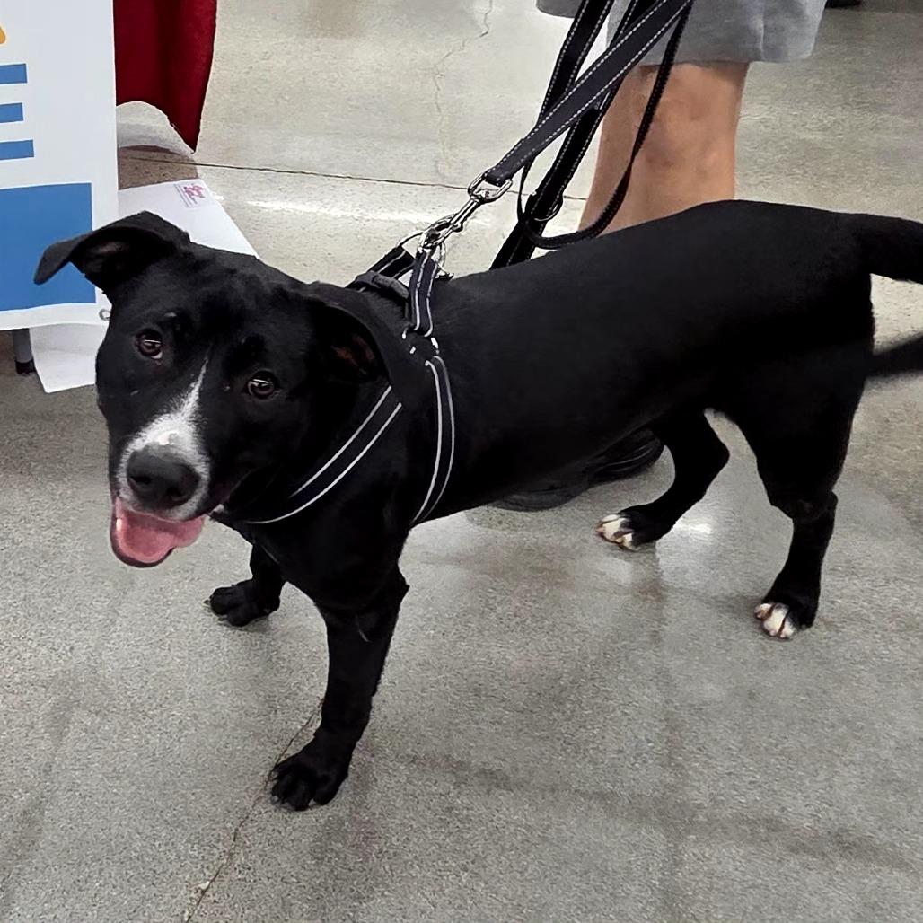 Chase, a Adoptable Mixed Breed in Lima, OH image 2/6