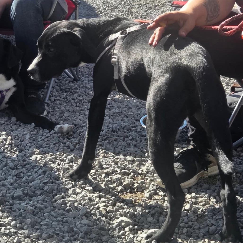 Chase, a Adoptable Mixed Breed in Lima, OH image 4/6