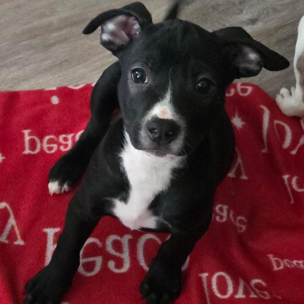 Chase, a Adoptable Mixed Breed in Lima, OH image 2/6