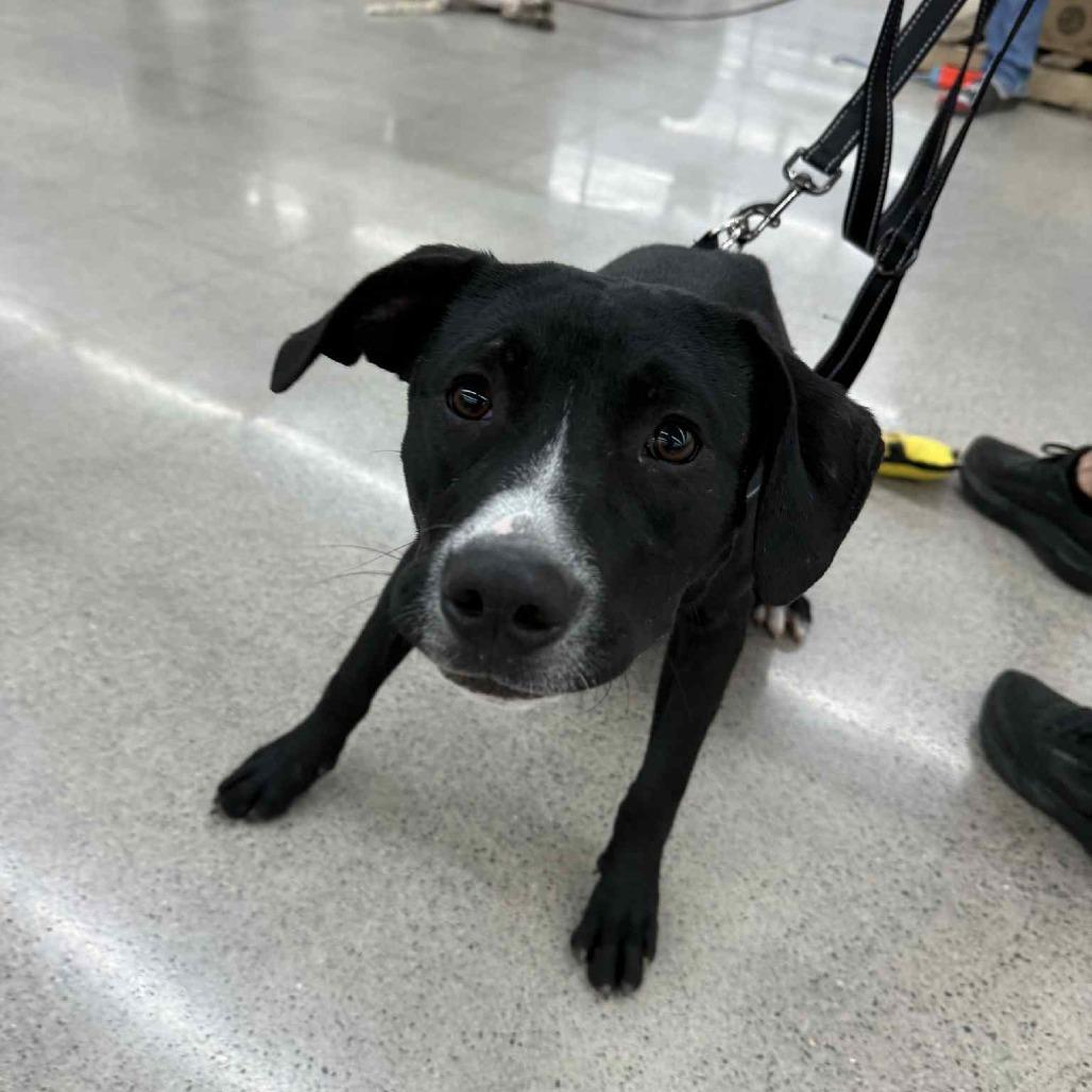 Chase, a Adoptable Mixed Breed in Lima, OH image 5/6